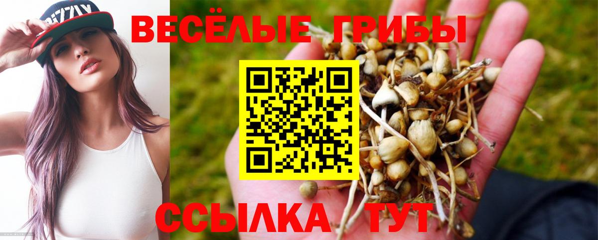 Псилоцибиновые грибы Psilocybine cubensis Россия